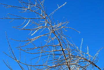 Image showing sun sparkled the tree branch in ice on a blue sky background 