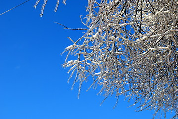 Image showing sun sparkled the tree branch in ice on a blue sky background 