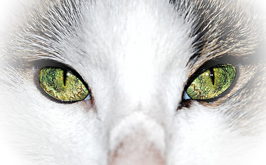 Image showing Green eyed cat close up