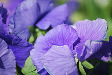 Image showing violet flowers background 