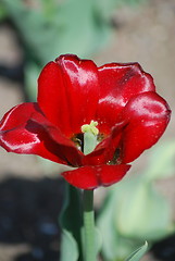 Image showing tulip in macro - flowers background close up