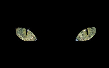 Image showing Green cat eyes close up on a black background