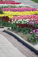 Image showing colorful tulips rows  - flowerbed in city park