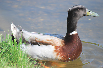 Image showing  floating mallard 