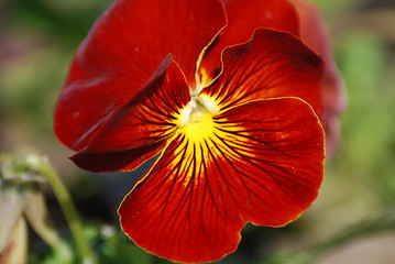 Image showing pansy in macro - flowers background close up