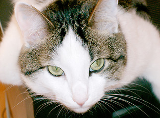 Image showing Green eyed cat close up