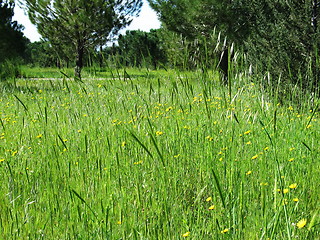 Image showing Wild nature. Nicosia. Cyprus