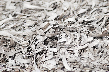 Image showing Dried seaweed texture in macro – algae background