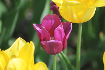 Image showing One violet tulip and two yellow tulips ,flowers background