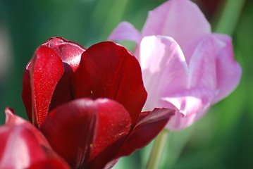 Image showing Two red and pink  tulips ,flowers background  