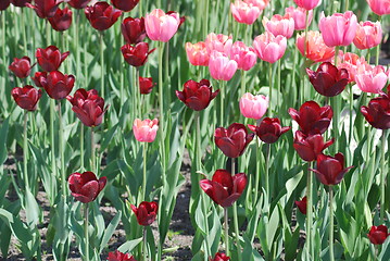 Image showing flowers background from tulips 