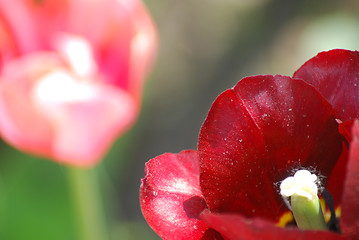 Image showing Two red and pink  tulips ,flowers background  