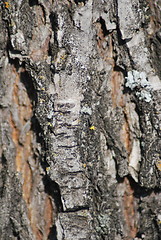 Image showing Brown tree rind texture with orange spot - wood background