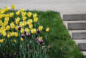 Image showing staircase and flowerbed in a park at the spring 