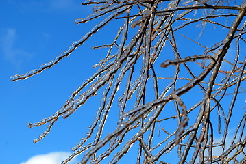 Image showing sun sparkled the tree branch in ice on a blue sky background 