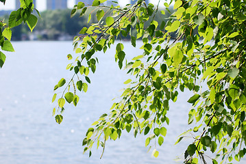 Image showing green birch leafage on water background at the summer 