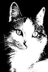 Image showing cat face