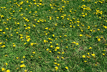 Image showing coltsfoot bloom  on green background , Tussilago farfara