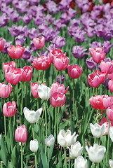 Image showing flowers background from tulips 