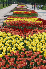 Image showing colorful tulips rows  - flowerbed in city park