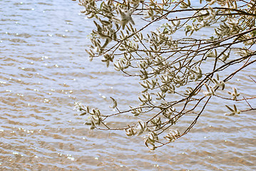 Image showing poplar down on water background at the summer, cottonwood fluff 