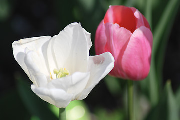 Image showing Two white and pink  tulips ,flowers background  