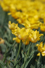 Image showing flowers background from tulips 