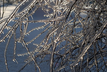 Image showing sun sparkled the tree branch in ice