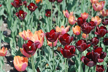 Image showing flowers background from tulips 