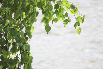 Image showing green birch leafage on water background at the summer 