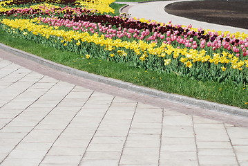 Image showing colorful tulips rows  - flowerbed in city park