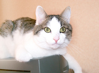 Image showing Green eyed cat close up