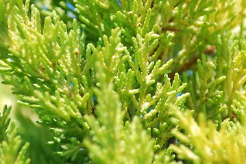 Image showing Green branches plant texture - nature background close up          