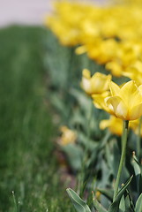 Image showing flowers background from tulips 