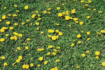 Image showing coltsfoot bloom  on green background , Tussilago farfara