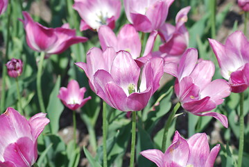 Image showing flowers background from tulips 