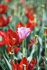 Image showing One pink tulip on red tulips in background