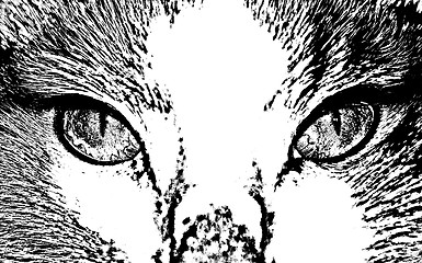 Image showing Vector cat face close up        