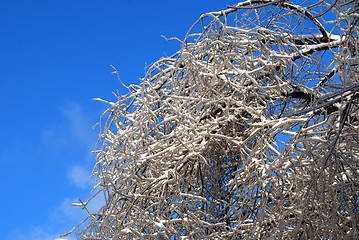 Image showing sun sparkled the tree branch in ice on a blue sky background 