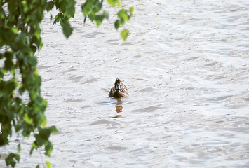 Image showing floating mallard on background with green leaves 