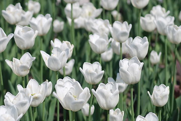 Image showing flowers background from tulips 