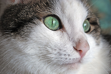 Image showing Green eyed cat close up