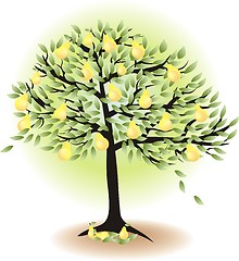 Image showing  fruit tree with leafs and pears isolated on white   