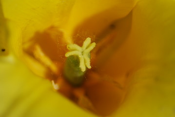 Image showing tulip in macro - flowers background close up