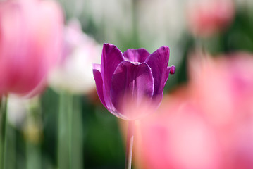 Image showing One violet tulip on other tulips in background