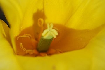 Image showing tulip in macro - flowers background close up