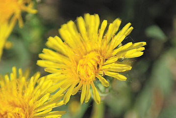 Image showing coltsfoot bloom  on green background  - Tussilago farfara in mac