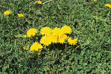 Image showing coltsfoot bloom  on green background , Tussilago farfara