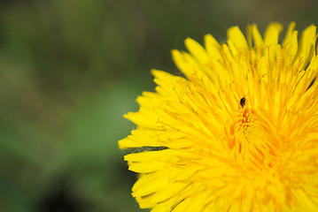 Image showing coltsfoot bloom  on green background  - Tussilago farfara in mac