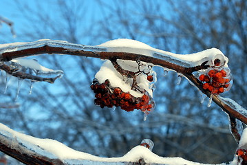 Image showing sun sparkled the tree branch in ice